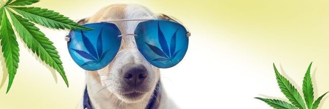 Use of Cannabis for Pets Hash 4.0