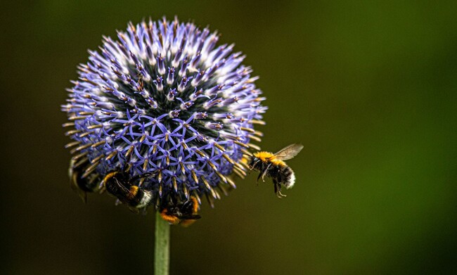 Weltbienentag: Wie ein Schweizer Unternehmen Wildbienen hilft