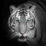 LifeTiger