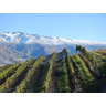 Travelling Sommeliers