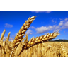 Agrar- & Landwirtschaft (Familienbetrieb bis Aktiengesellschaft)